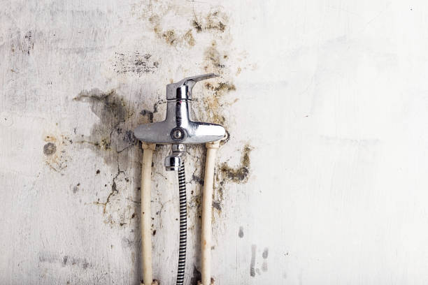 Best Commercial Mold Removal  in Cartersville, GA