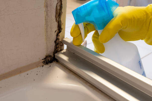 Best Mold Inspection  in Cartersville, GA