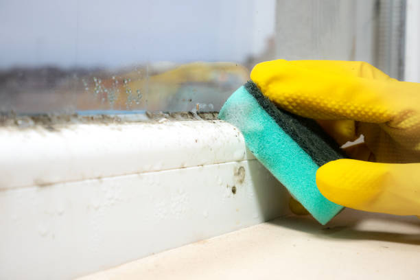 Best Office Mold Removal Services  in Cartersville, GA