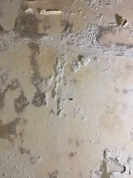 Best Local Mold Removal Service  in Cartersville, GA