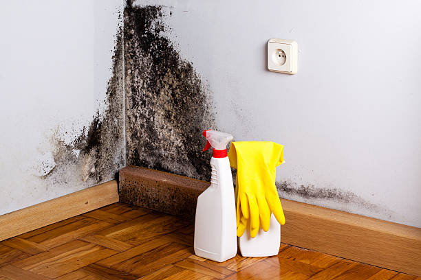 Best Certified Mold Removal  in Cartersville, GA