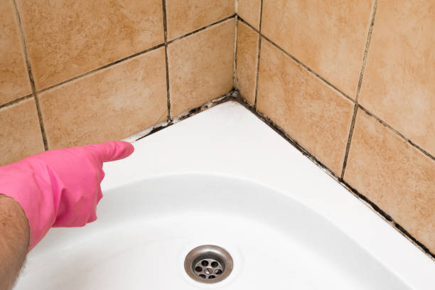 Best Best Mold Removal Companies  in Cartersville, GA